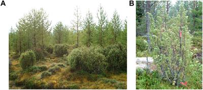 Gender Dimorphism Does Not Affect Secondary Compound Composition in Juniperus communis After Shoot Cutting in Northern Boreal Forests